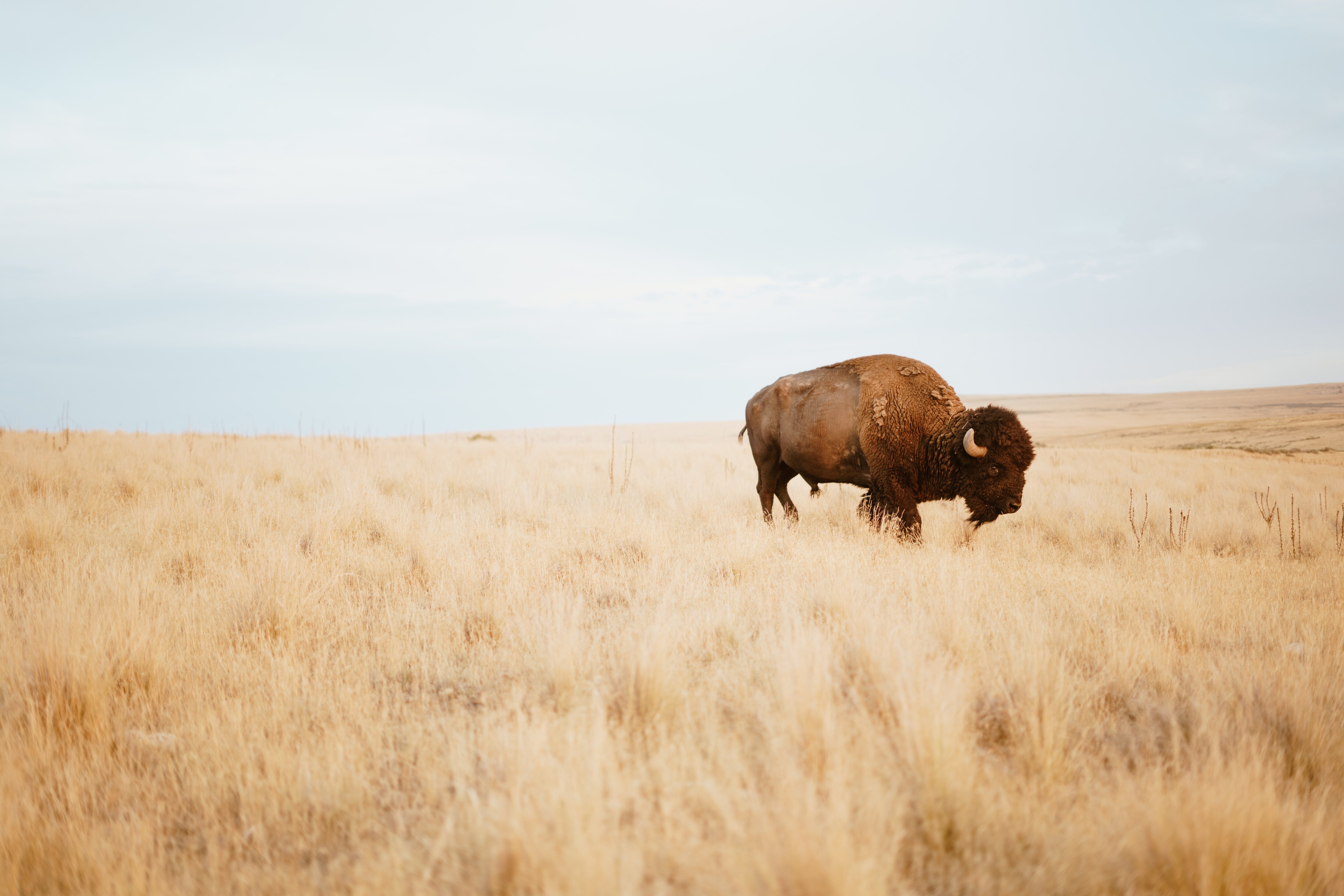 Bison in a field