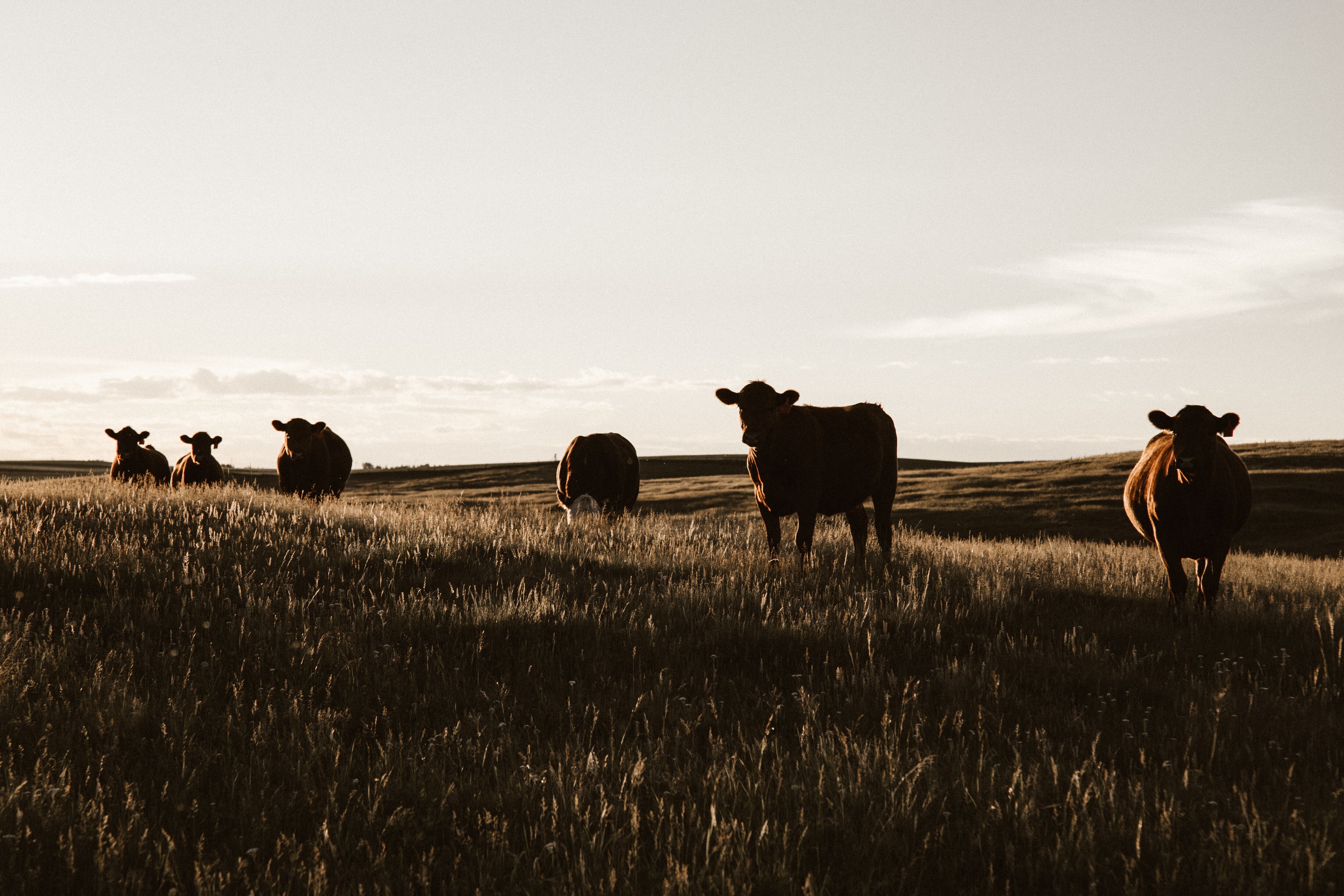 Cattle on the prairie