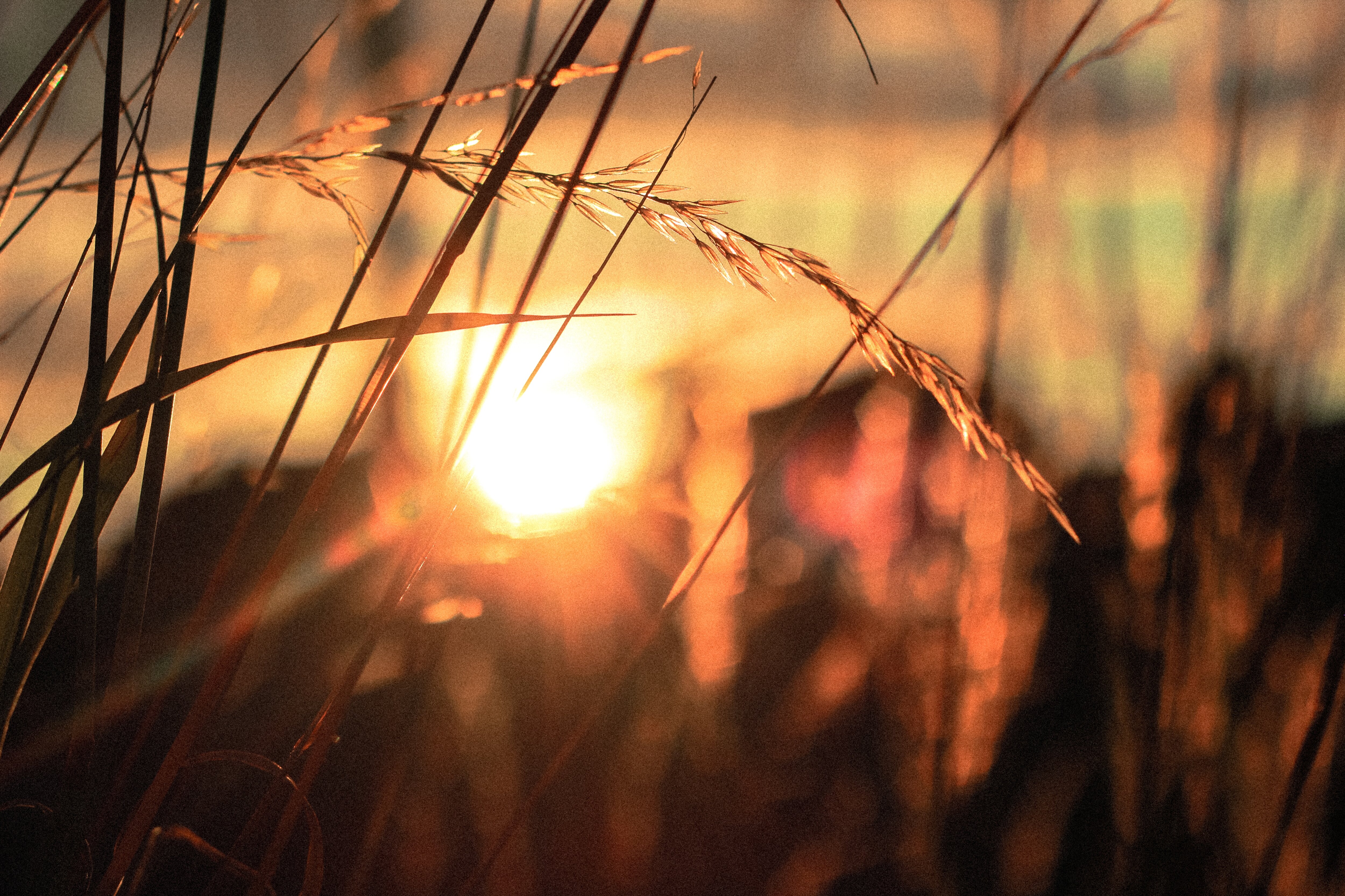 2019 conference image: wheat field at sunset