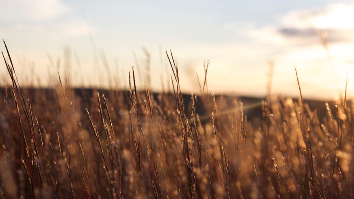"Little Blue Stem" by Robin Walter