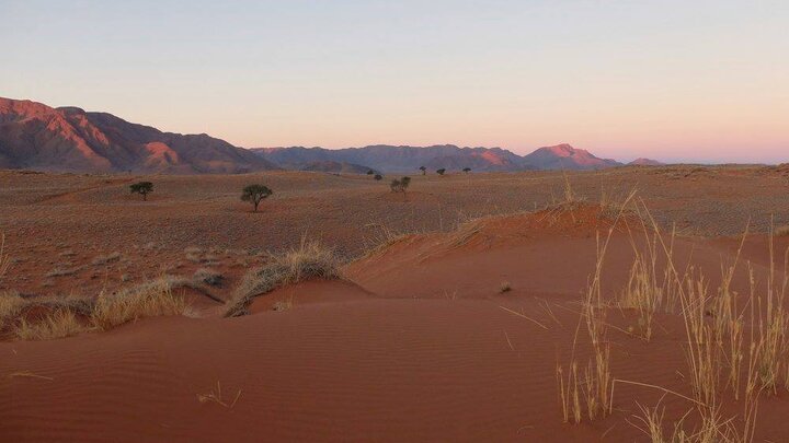 Red desert dunes with sparse grass, distant mountains under soft pink twilight sky.