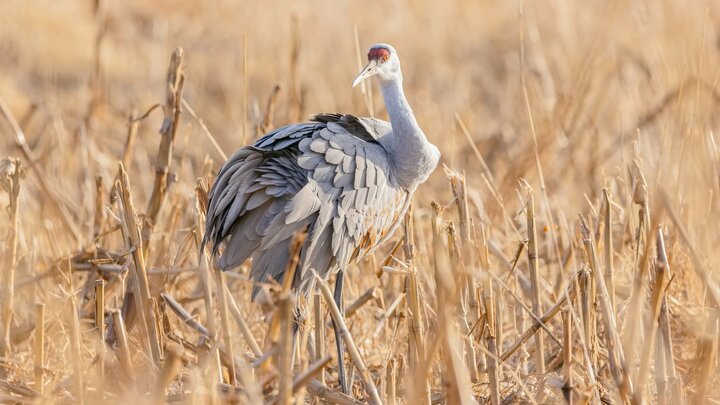 Sandhill crane