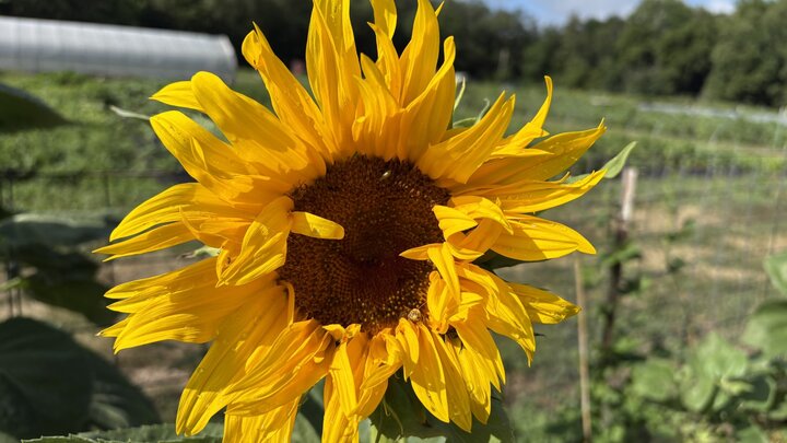 Sunflower blooming