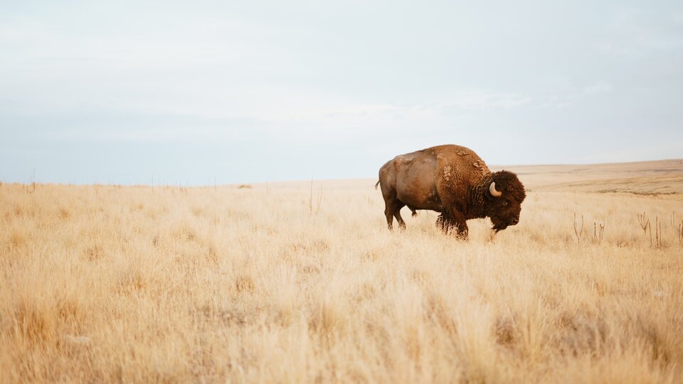 Bison in a field