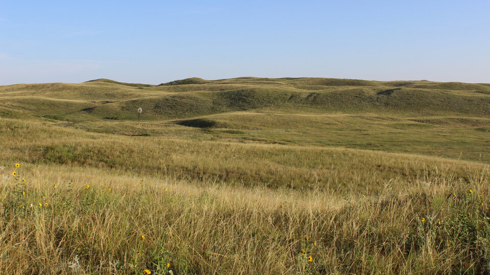 Sandhills landscape