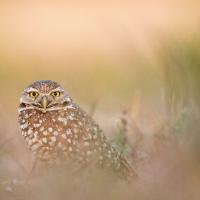 Burrowing owl in a field