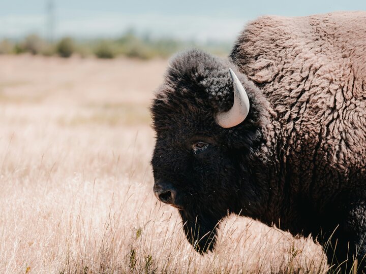 bison