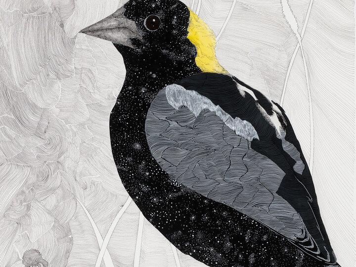 Artwork of a bobolink bird by Kirsten Furlong