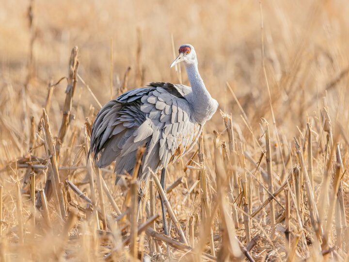 Sandhill crane