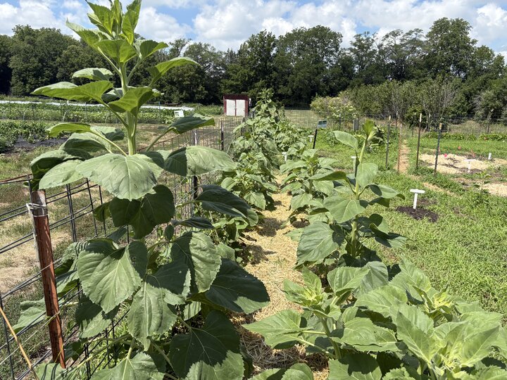 Indigenous garden