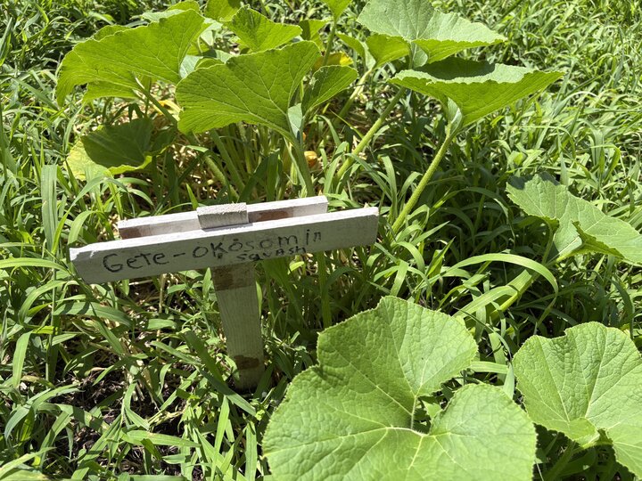 Squash growing