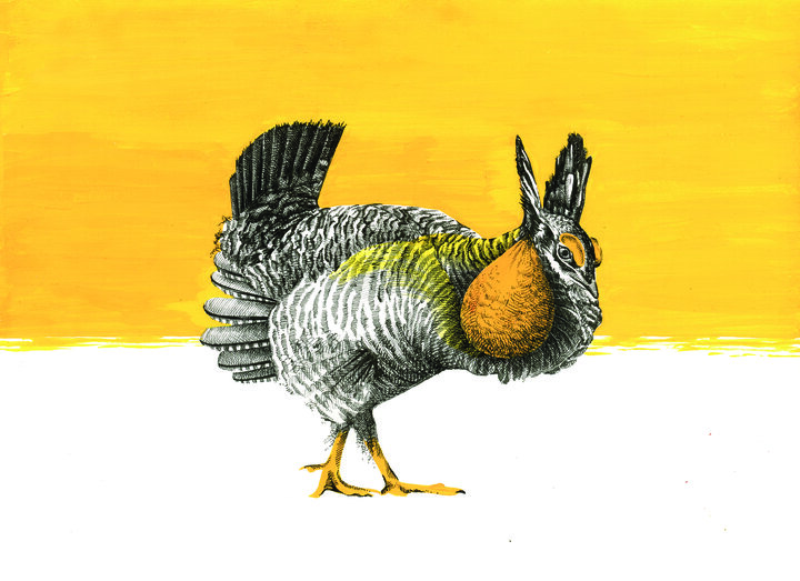 Prairie chicken