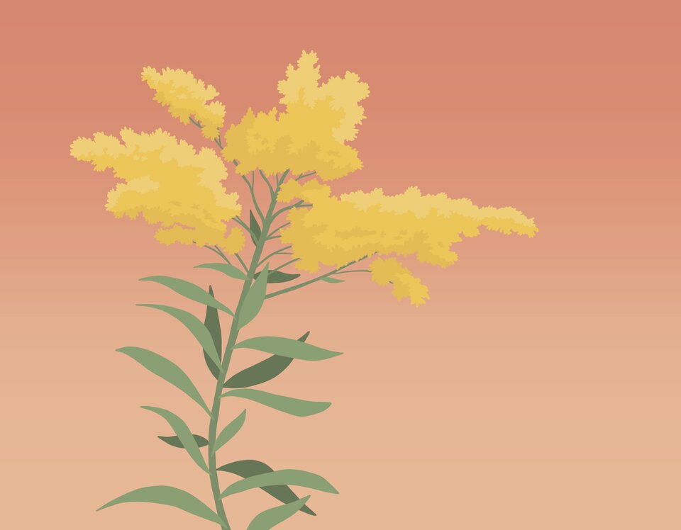 Dear Great Plains goldenrod design