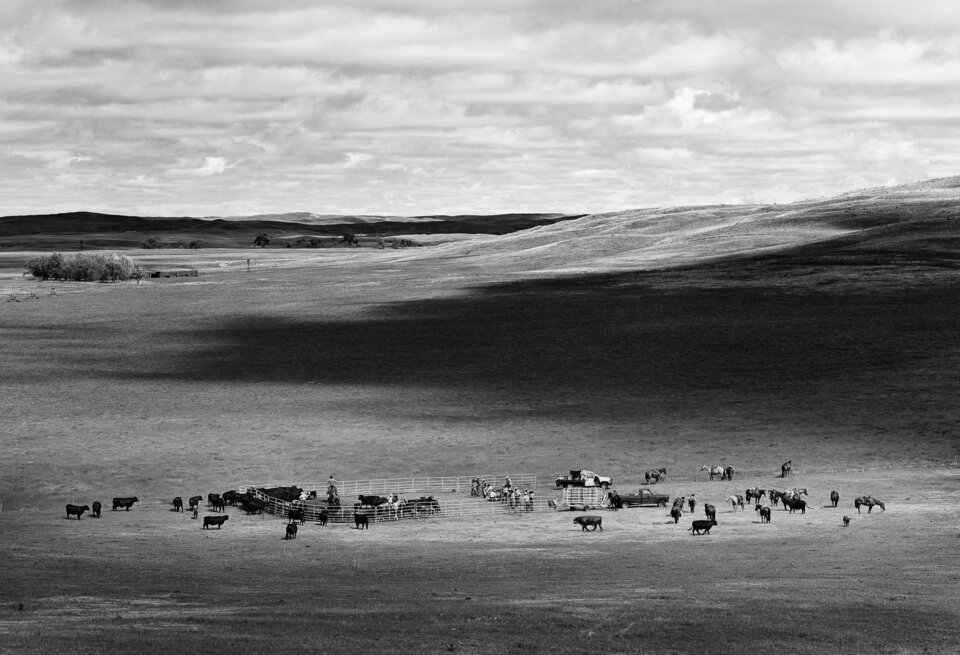 Guildner photograph of cattle